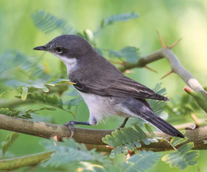 Зэржигэнэ (Уулын зэржигэнэ)